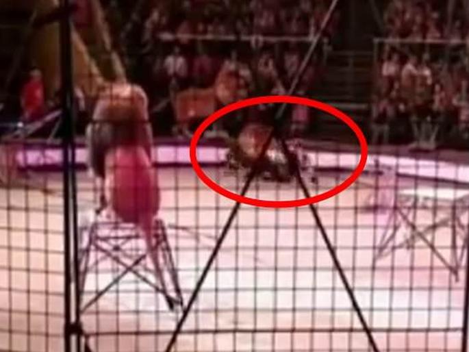 Watch terrifying video when lion attack to ringmaster video goes viral | Video : सर्कसमधील सिंहाने रिंगमास्टरवर केला हल्ला, पब्लिकने केला कल्ला! Watch terrifying video when lion attack to ringmaster video goes viral | Video : सर्कसमधील सिंहाने रिंगमास्टरवर केला हल्ला, पब्लिकने केला कल्ला!