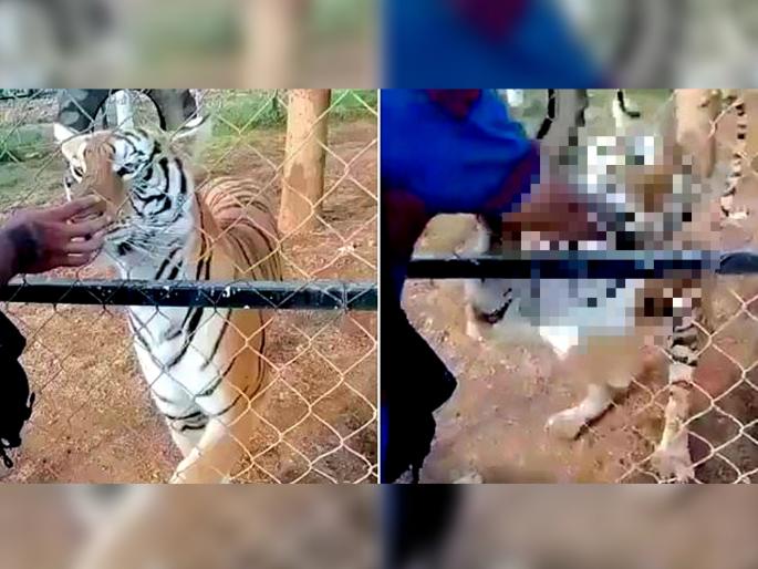 shocking video Zookeeper dies after tiger savages his arm in horrifying video after he stuck his hand through fence | धक्कादायक! वाघाच्या डोक्यावरून हात फिरवणं तरूणाच्या जीवावर बेतलं; वाचा नक्की काय घडलं...