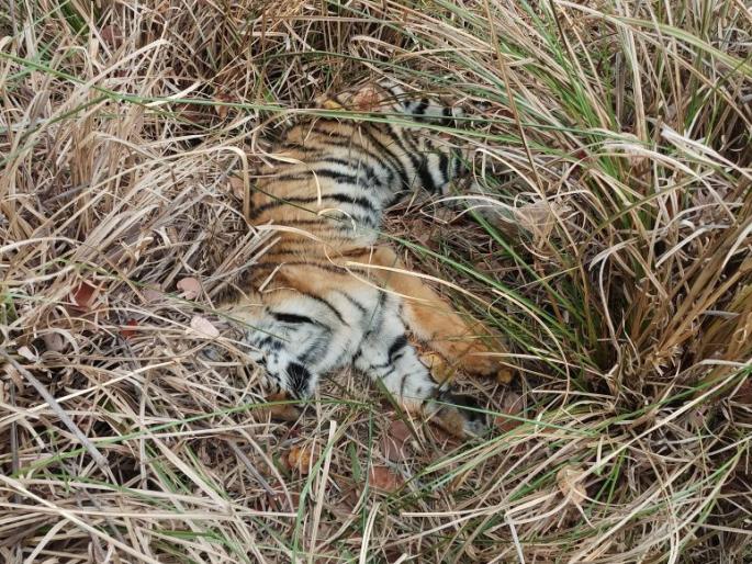 Tiger's cab found deaths in the Pench tiger reserve | पेंच व्याघ्र प्रकल्पात वाघाच्या छाव्याचा मृत्यू Tiger's cab found deaths in the Pench tiger reserve | पेंच व्याघ्र प्रकल्पात वाघाच्या छाव्याचा मृत्यू