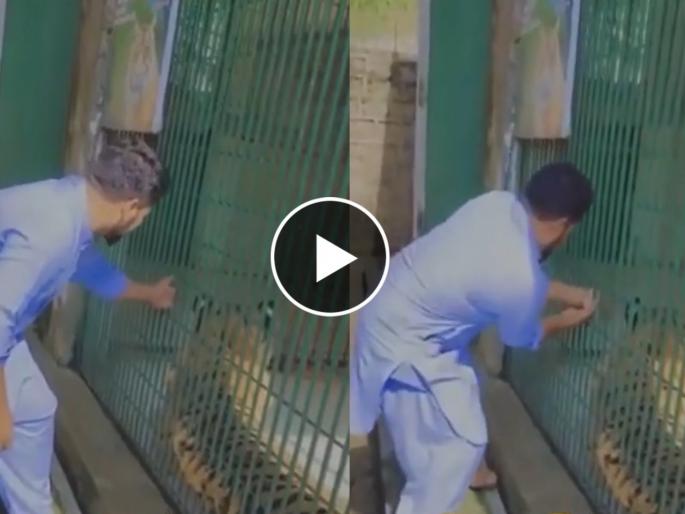 man was teasing tiger gets hand stuck in cage shocking video goes viral on social media | Viral Video: वाघाशी मस्ती करत होता इतक्यात पिंजऱ्यात अडकला हात अन् मग जे घडलं धडकी भरवणारं man was teasing tiger gets hand stuck in cage shocking video goes viral on social media | Viral Video: वाघाशी मस्ती करत होता इतक्यात पिंजऱ्यात अडकला हात अन् मग जे घडलं धडकी भरवणारं