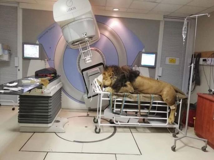 260kg lion gets first radiotherapy session to battle his skin cancer in south Africa | २६० किलो वजनाच्या सिंहाला कॅन्सर, माणसांच्या रूग्णालयात करण्यात आले उपचार 260kg lion gets first radiotherapy session to battle his skin cancer in south Africa | २६० किलो वजनाच्या सिंहाला कॅन्सर, माणसांच्या रूग्णालयात करण्यात आले उपचार