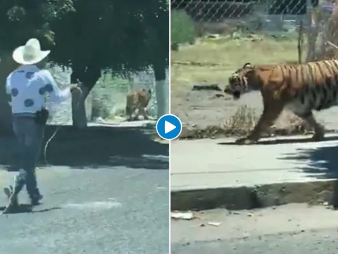 Tiger running on street and people were going to capture him video goes viral api | Video : वाघ रस्त्यावर चालत होता अन् त्याला पकडण्यासाठी मागून लोक आले, बघा पुढे काय झालं.... Tiger running on street and people were going to capture him video goes viral api | Video : वाघ रस्त्यावर चालत होता अन् त्याला पकडण्यासाठी मागून लोक आले, बघा पुढे काय झालं....