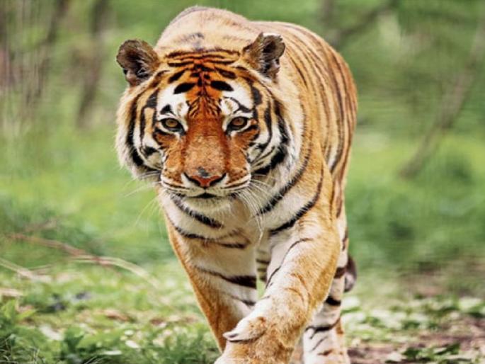 Proposal to release the tiger that came from Tipeshwar Sanctuary of Yavatmal to Barshi area of Solapur district in Sahyadri valley | Sangli: टिपेश्वर अभयारण्यातून चांदोलीत येणार पाहुणा, सह्याद्रीत वाघाच्या स्थलांतराचा प्रस्ताव Proposal to release the tiger that came from Tipeshwar Sanctuary of Yavatmal to Barshi area of Solapur district in Sahyadri valley | Sangli: टिपेश्वर अभयारण्यातून चांदोलीत येणार पाहुणा, सह्याद्रीत वाघाच्या स्थलांतराचा प्रस्ताव