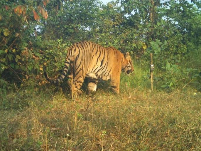 Chandrapur: Chota matka safe; Minor injuries on body, good condition | Chandrapur: छोटा मटका सुरक्षित; शरीरावर किरकोळ जखमी, प्रकृती चांगली Chandrapur: Chota matka safe; Minor injuries on body, good condition | Chandrapur: छोटा मटका सुरक्षित; शरीरावर किरकोळ जखमी, प्रकृती चांगली