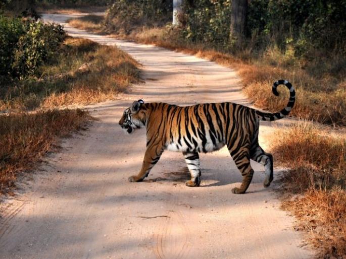 Useful to study tigers to prevent accidents of wildlife | वन्य प्राण्यांचे अपघात टाळण्यासाठी वाघांचा अभ्यास ठरणार उपयुक्त Useful to study tigers to prevent accidents of wildlife | वन्य प्राण्यांचे अपघात टाळण्यासाठी वाघांचा अभ्यास ठरणार उपयुक्त