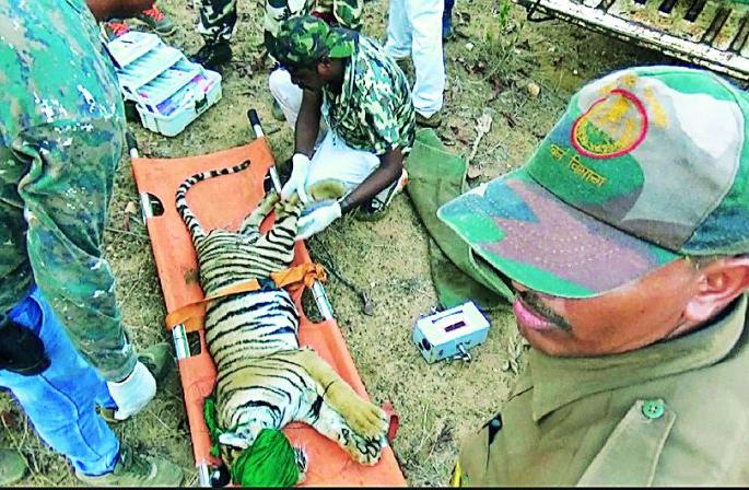 The brave attempt to capture the six-month tiger cub | सहा महिन्याच्या वाघाच्या बछड्यास ताब्यात घेण्याचा धाडसी प्रयत्न