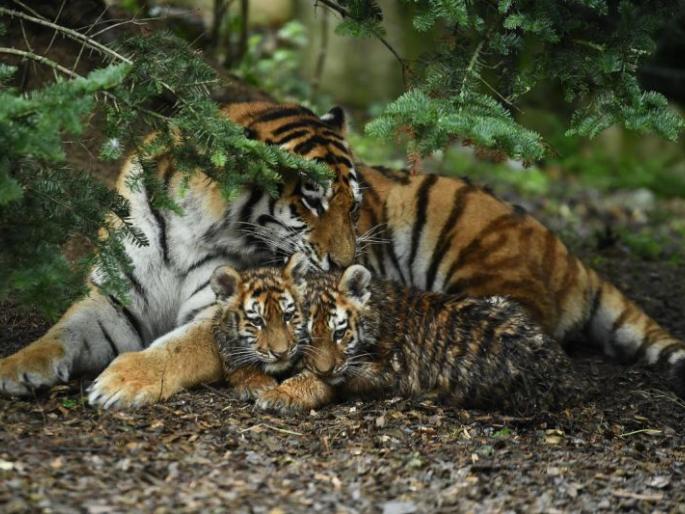 Suspicion of poisoning of 'that' tigress and her two calves in Chandrapur | चंद्रपुरातील ‘ती’ वाघीण व तिच्या दोन बछड्यांवर विषप्रयोगाचा संशय Suspicion of poisoning of 'that' tigress and her two calves in Chandrapur | चंद्रपुरातील ‘ती’ वाघीण व तिच्या दोन बछड्यांवर विषप्रयोगाचा संशय