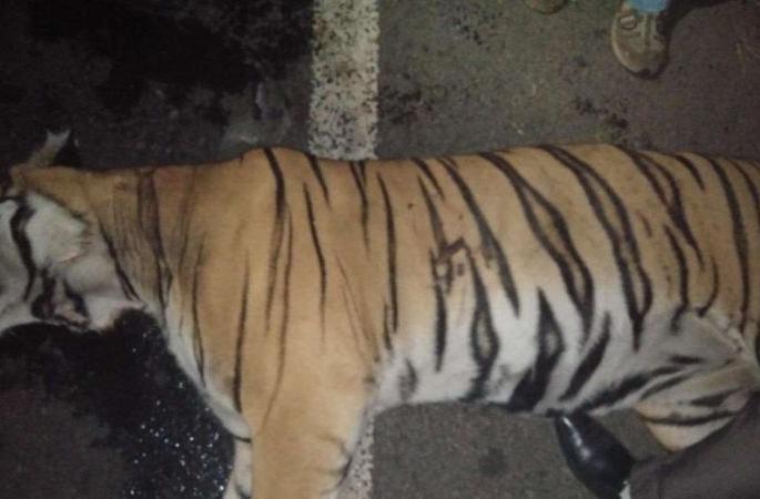 In the case of Bajirao tiger's organ theft, the doctor discharged | बाजीराव वाघाचे अवयव चोरी प्रकरणी डॉक्टर कार्यमुक्त In the case of Bajirao tiger's organ theft, the doctor discharged | बाजीराव वाघाचे अवयव चोरी प्रकरणी डॉक्टर कार्यमुक्त