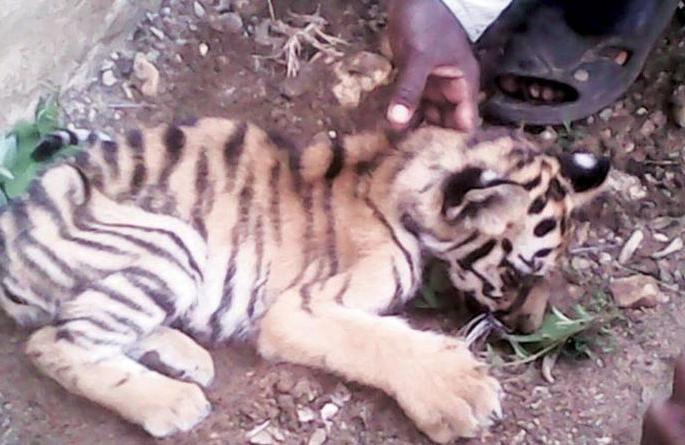 Fierce death threats with tiger | वाघासोबत झालेल्या झटापटीत छाव्याचा मृत्यू Fierce death threats with tiger | वाघासोबत झालेल्या झटापटीत छाव्याचा मृत्यू