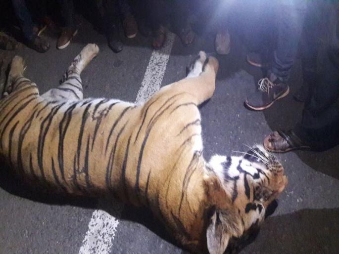 Waghini death due to vehicular traffic, Bagargaon Shivarra incident in Nagpur | वाहनाच्या धडकेत वाघिणीचा मृत्यू, नागपूरमधील बाजारगाव शिवारातील घटना