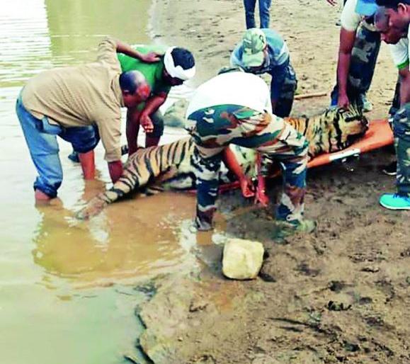 The 'death' of the injured tiger | ‘त्या’ जखमी वाघाचा अखेर मृत्यू
