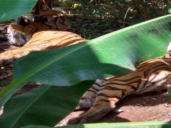 Tiger death in muktainagar | खळबळजनक : वाघाचे हल्ले होणाऱ्या डोलारखेडा भागातच वाघिणीचा मृत्यू Tiger death in muktainagar | खळबळजनक : वाघाचे हल्ले होणाऱ्या डोलारखेडा भागातच वाघिणीचा मृत्यू