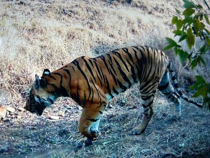 Tiger sighting in Dharashiv after 1971! Tiger from Tipeshwar Sanctuary came in Yedashi Sanctuary along the Manjara riverbanks | धाराशिवमध्ये १९७१ नंतर वाघाेबा दर्शन! टिपेश्वर अभयारण्यातील वाघ मांजरा नदीकाठमार्गे येडशीत Tiger sighting in Dharashiv after 1971! Tiger from Tipeshwar Sanctuary came in Yedashi Sanctuary along the Manjara riverbanks | धाराशिवमध्ये १९७१ नंतर वाघाेबा दर्शन! टिपेश्वर अभयारण्यातील वाघ मांजरा नदीकाठमार्गे येडशीत