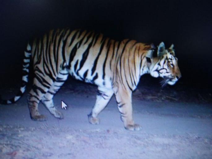 3017km journey in 14-month delusion: Radio collar of 'that' tiger removed by forest department | १४ महिन्यांच्या भ्रमंतीत ३,०१७ किमीचा प्रवास : ‘त्या’ वाघाची रेडिओ कॉलर वनविभागाने काढली 3017km journey in 14-month delusion: Radio collar of 'that' tiger removed by forest department | १४ महिन्यांच्या भ्रमंतीत ३,०१७ किमीचा प्रवास : ‘त्या’ वाघाची रेडिओ कॉलर वनविभागाने काढली