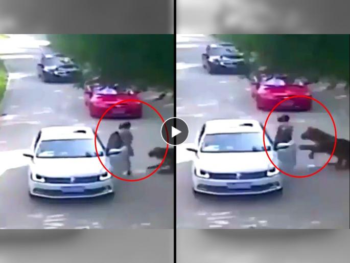 tiger drags woman in between of jungle safari when she gets down from the car video goes viral on social media | Vira Video: कारमध्ये पतीशी होती भांडत, रागाने खाली उतरली आणि अचानक आलेल्या वाघाने फरफटत नेले tiger drags woman in between of jungle safari when she gets down from the car video goes viral on social media | Vira Video: कारमध्ये पतीशी होती भांडत, रागाने खाली उतरली आणि अचानक आलेल्या वाघाने फरफटत नेले