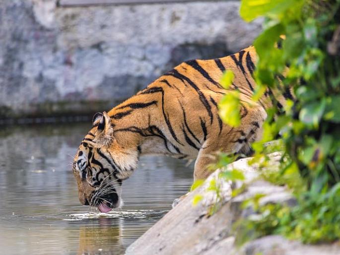 'Trap cameras' on main forest water bodies | तर कॅमेऱ्यात व्याघ्रदर्शन, जंगलातील मुख्य पाणवठ्यांवर ‘ट्रॅप कॅमेरे’ 'Trap cameras' on main forest water bodies | तर कॅमेऱ्यात व्याघ्रदर्शन, जंगलातील मुख्य पाणवठ्यांवर ‘ट्रॅप कॅमेरे’