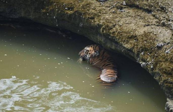 Unspoiled wells are danger for wildlife | विनाकठड्यांच्या विहिरी उठताहेत वन्यजीवांच्या जीवावर Unspoiled wells are danger for wildlife | विनाकठड्यांच्या विहिरी उठताहेत वन्यजीवांच्या जीवावर