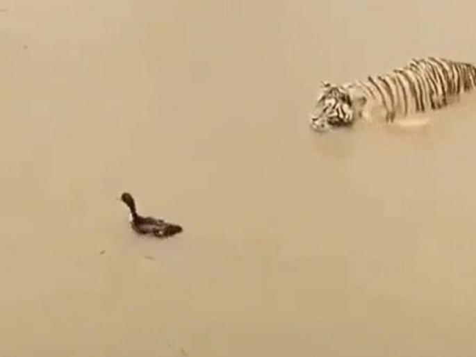 Duck tiger video tiger attack on duck then what happened watch viral video | VIDEO : बदकाची शिकार करण्यासाठी पाण्यात शिरला वाघ, बघा मग काय झालं... Duck tiger video tiger attack on duck then what happened watch viral video | VIDEO : बदकाची शिकार करण्यासाठी पाण्यात शिरला वाघ, बघा मग काय झालं...
