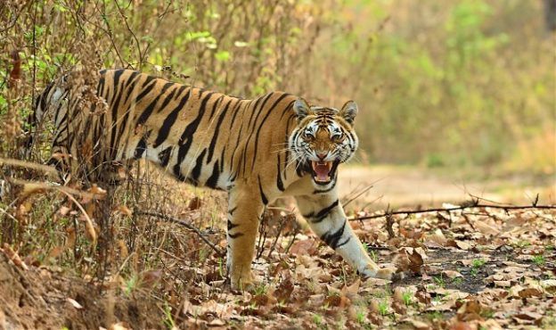 Rajasthan requires tigers in Maharashtra | राजस्थानला हवेत महाराष्ट्राचे वाघ Rajasthan requires tigers in Maharashtra | राजस्थानला हवेत महाराष्ट्राचे वाघ