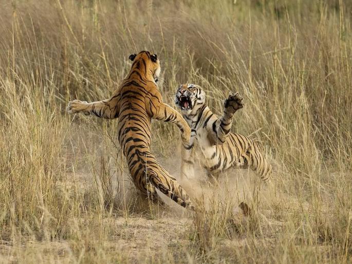 kaluva of shedgaon killed the calf of janvi of karhandla | शेडगावच्या कलुवाने करांडलाच्या जानवीच्या बछड्याला केले ठार kaluva of shedgaon killed the calf of janvi of karhandla | शेडगावच्या कलुवाने करांडलाच्या जानवीच्या बछड्याला केले ठार