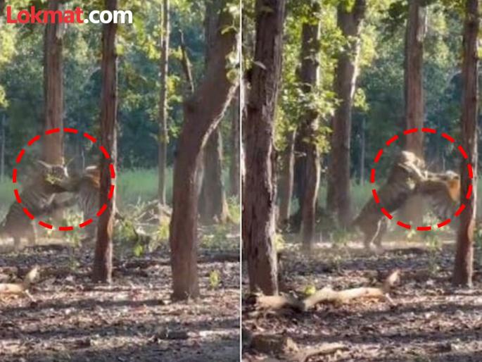 Two tigers fight both locked in ferocious fight tourists recorded video | आपसात भिडले दोन वाघ, बघा पर्यटकानं रेकॉर्ड केलेला थरारक व्हिडीओ!