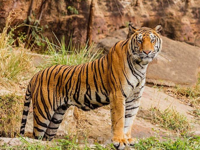 Have developed a forest area for tigers? | वाघांच्या टेरीटरीकरिता वनक्षेत्र विकसित केले का? Have developed a forest area for tigers? | वाघांच्या टेरीटरीकरिता वनक्षेत्र विकसित केले का?