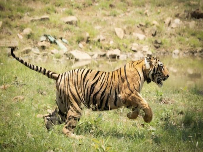 Vidarbha is the tiger capital of the world; Arrival of two new guests in Navegaon project | विदर्भ हे जगाचे टायगर कॅपिटल; नवेगाव प्रकल्पात दाेन नव्या पाहुण्यांचे आगमन Vidarbha is the tiger capital of the world; Arrival of two new guests in Navegaon project | विदर्भ हे जगाचे टायगर कॅपिटल; नवेगाव प्रकल्पात दाेन नव्या पाहुण्यांचे आगमन