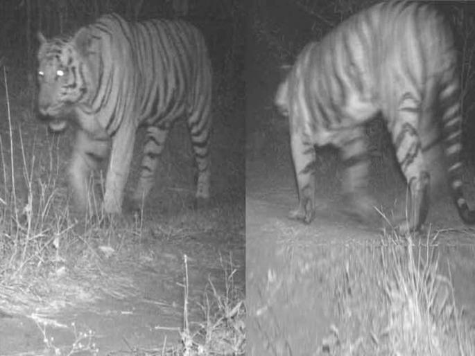 Gujarat Becomes First State In The Country which Have Leopard Lion and Tiger | गुजरातची शान वाढली; सिंह, बिबट्यासोबत घुमली वाघोबाची डरकाळी! Gujarat Becomes First State In The Country which Have Leopard Lion and Tiger | गुजरातची शान वाढली; सिंह, बिबट्यासोबत घुमली वाघोबाची डरकाळी!