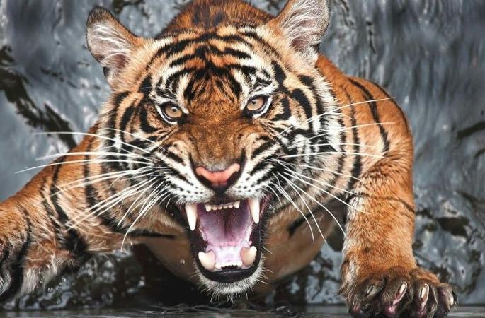 60 incidents of tiger attacks in Vidarbha in nine months | विदर्भात नऊ महिन्यांत वाघ हल्ल्याच्या ६० घटना 60 incidents of tiger attacks in Vidarbha in nine months | विदर्भात नऊ महिन्यांत वाघ हल्ल्याच्या ६० घटना