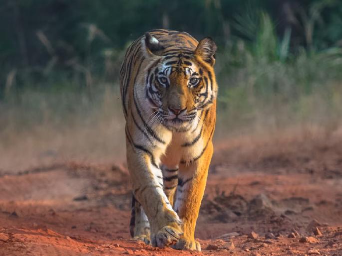 As tigers are to be relocated to the Sahyadri Sanctuary the number of sambar and vultures has been increased | Kolhapur: सांबरांसह भेकरची संख्या वाढविली, आता टप्याटप्याने आणणार वाघ; स्थलांतरणाची प्रक्रिया कशी.. वाचा