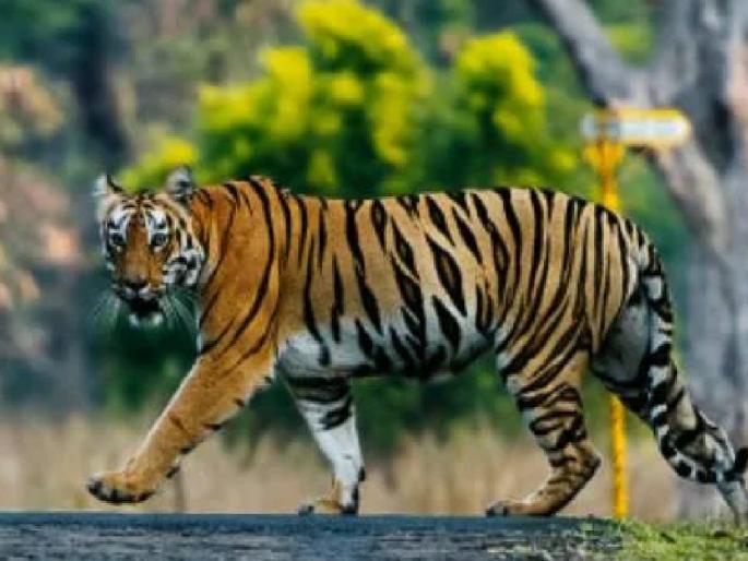 The third tigress Hirkani relocated from Tadoba Andhari Tiger Reserve will join Chanda and Tara in the Sahyadri Tiger Reserve | सह्याद्रीत 'चंदा' आणि 'तारा'च्या जोडीला आता 'हिरकणी'ही येणार, महिनाभरात दाखल होणार तिसरी वाघीण The third tigress Hirkani relocated from Tadoba Andhari Tiger Reserve will join Chanda and Tara in the Sahyadri Tiger Reserve | सह्याद्रीत 'चंदा' आणि 'तारा'च्या जोडीला आता 'हिरकणी'ही येणार, महिनाभरात दाखल होणार तिसरी वाघीण