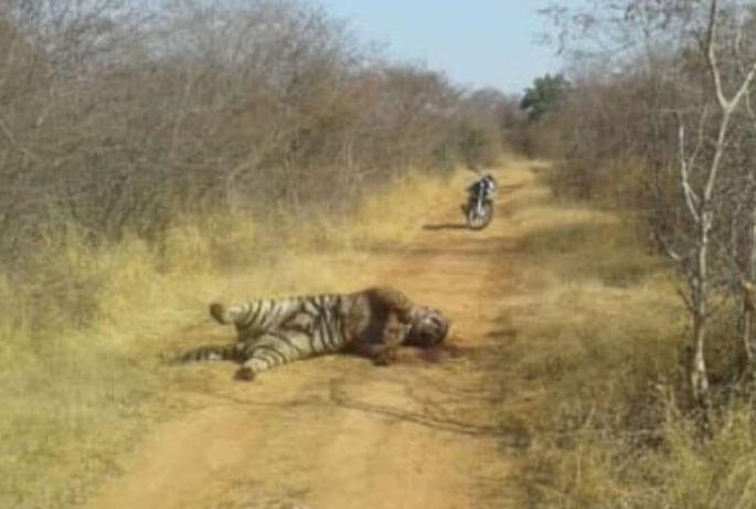 Refuse to show mercy to tiger hunters | वाघाची शिकार करणाऱ्यावर दया दाखवण्यास नकार