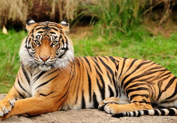 we ready to send out the tigers from maharashtra said sudhir mungantiwar information in the legislative assembly | ...तर महाराष्ट्रातील वाघ बाहेर पाठवू; सुधीर मुनगंटीवार यांची विधानसभेत माहिती  we ready to send out the tigers from maharashtra said sudhir mungantiwar information in the legislative assembly | ...तर महाराष्ट्रातील वाघ बाहेर पाठवू; सुधीर मुनगंटीवार यांची विधानसभेत माहिती