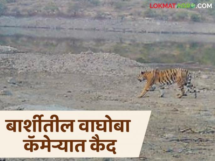 How a tiger in search of water was captured in the forest department's trap camera; Read in detail | पाण्याच्या शोधात आलेला वाघ वन विभागाच्या ट्रॅप कॅमेऱ्यात कसा झाला कैद; वाचा सविस्तर How a tiger in search of water was captured in the forest department's trap camera; Read in detail | पाण्याच्या शोधात आलेला वाघ वन विभागाच्या ट्रॅप कॅमेऱ्यात कसा झाला कैद; वाचा सविस्तर