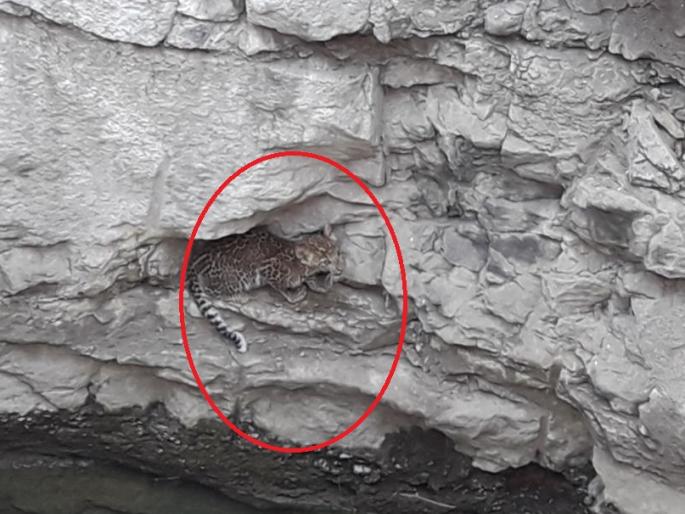 leopard fall in well in search of water! | पाण्याच्या शोधात आलेला बिबट्या पडला विहिरीत!