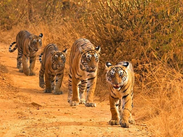 In the forest of Vidarbha, there are 295 tigers | विदर्भातील जंगलात २९५ वाघ In the forest of Vidarbha, there are 295 tigers | विदर्भातील जंगलात २९५ वाघ
