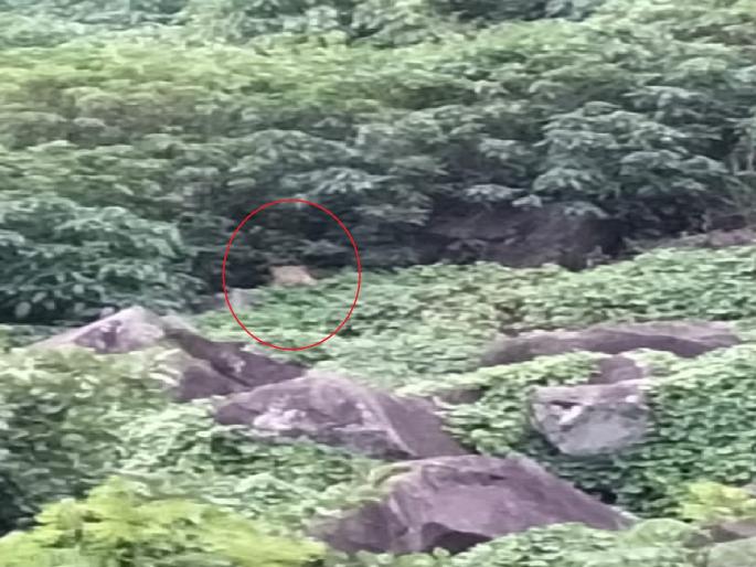 Tiger on Jotiba mountain, fear among citizens | कोल्हापूर: जोतिबा डोंगरावर वाघाचे दर्शन, नागरिकांमध्ये भीतीचे वातावरण