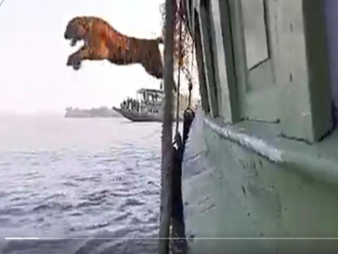 Video : Tiger jumps into water from a moving boat watch video | Tiger Video: चालत्या बोटमधून वाघाने मारली खतरनाक उडी, बघून थक्क व्हाल Video : Tiger jumps into water from a moving boat watch video | Tiger Video: चालत्या बोटमधून वाघाने मारली खतरनाक उडी, बघून थक्क व्हाल