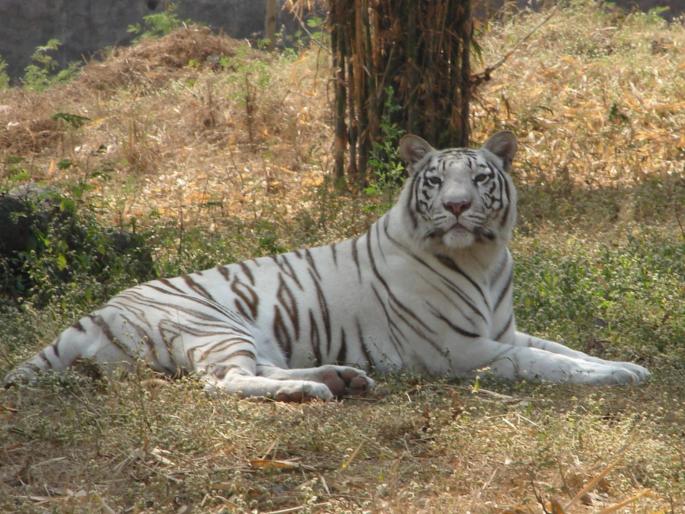 Katraj Zoo ticket prices to increase; Administration claims that expenses are more than income | कात्रज प्राणिसंग्रहालयाच्या तिकीट दरात वाढ होणार; उत्पन्ना पेक्षा खर्च अधिक असल्याचा प्रशासनाचा दावा Katraj Zoo ticket prices to increase; Administration claims that expenses are more than income | कात्रज प्राणिसंग्रहालयाच्या तिकीट दरात वाढ होणार; उत्पन्ना पेक्षा खर्च अधिक असल्याचा प्रशासनाचा दावा