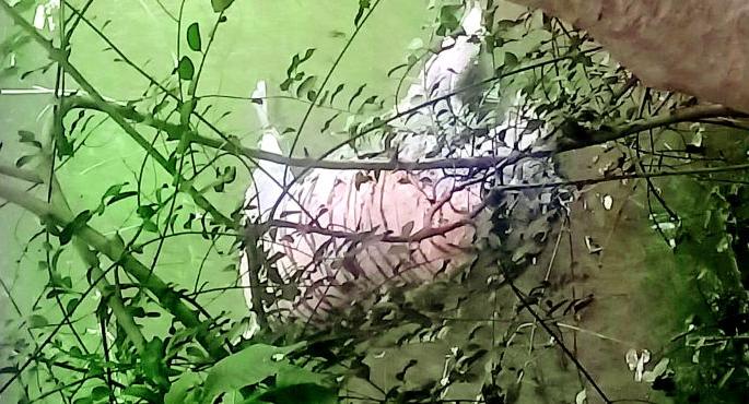 Tiger drowned in Bihara mine in Nagpur district | नागपूर जिल्ह्यातील बिहाडा खाणीत वाघाचा बुडून मृत्यू Tiger drowned in Bihara mine in Nagpur district | नागपूर जिल्ह्यातील बिहाडा खाणीत वाघाचा बुडून मृत्यू