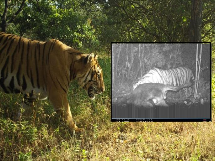 Sighting of as many as eight tigers in Kolhapur, Konkan, recorded in forest department camera trap | कोल्हापूर, कोकणात तब्बल आठ वाघांचे दर्शन, वनविभागाच्या कॅमेरा ट्रॅपमध्ये नोंद Sighting of as many as eight tigers in Kolhapur, Konkan, recorded in forest department camera trap | कोल्हापूर, कोकणात तब्बल आठ वाघांचे दर्शन, वनविभागाच्या कॅमेरा ट्रॅपमध्ये नोंद