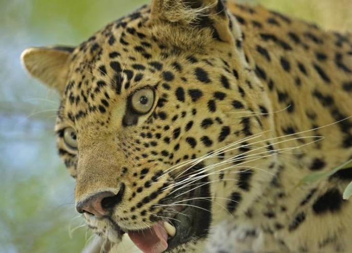 Extinction of tigers and leopards in Chandrapur district; Three were killed in two days | चंद्रपूर जिल्ह्यात वाघ- बिबट्यांचा उच्छाद; दोन दिवसात तिघांचा घेतला बळी