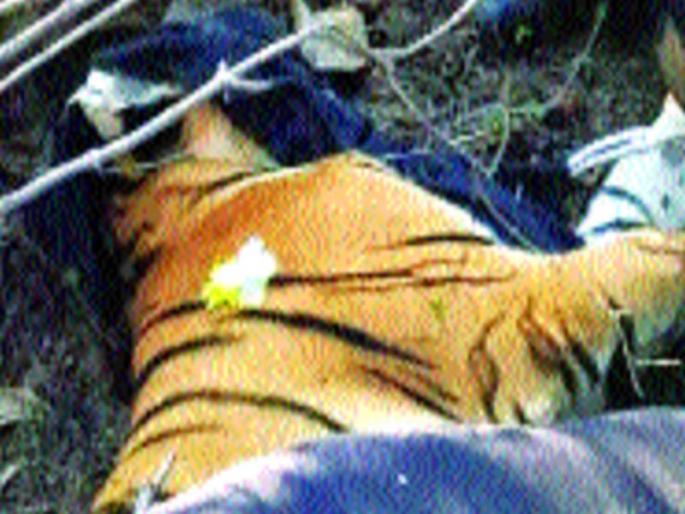 'Aubni' calf from Anji forest; | अंजी जंगलातून ‘अवनी’चा बछडा जेरबंद 'Aubni' calf from Anji forest; | अंजी जंगलातून ‘अवनी’चा बछडा जेरबंद