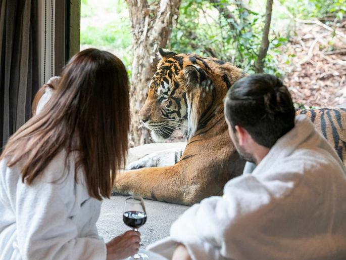 You can sleep with lions and tigers in this hotel | एक असं हॉटेल जिथे तुम्हाला वाघांसोबत राहण्याची संधी मिळेल, जमेल का?