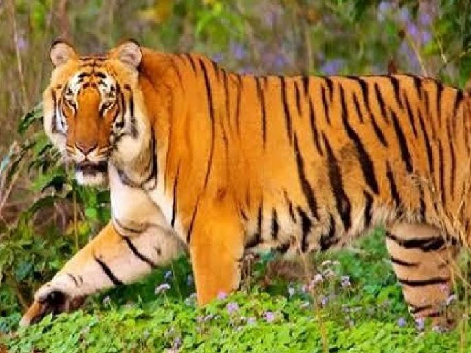 Tiger hunting in Mahabaleshwar forests; The three who went to Mumbai to smuggle skins and nails were arrested | Satara: महाबळेश्वरच्या जंगलातील पट्टेरी वाघाची शिकार; कातडी, नखे तस्करीसाठी मुंबईला गेलेले तिघे गजाआड Tiger hunting in Mahabaleshwar forests; The three who went to Mumbai to smuggle skins and nails were arrested | Satara: महाबळेश्वरच्या जंगलातील पट्टेरी वाघाची शिकार; कातडी, नखे तस्करीसाठी मुंबईला गेलेले तिघे गजाआड