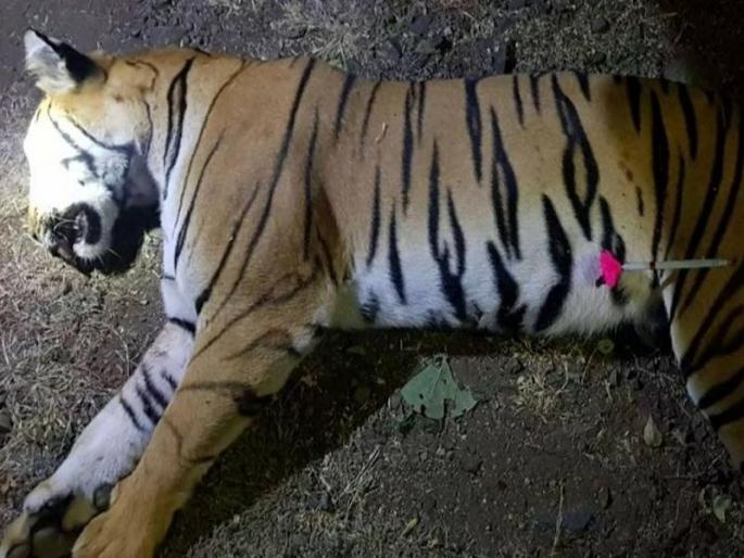 ...tiger was death where she was first hunting | ...जिथे केली वाघिणीनं पहिली शिकार तिथेच झाला तिचा अंत ...tiger was death where she was first hunting | ...जिथे केली वाघिणीनं पहिली शिकार तिथेच झाला तिचा अंत