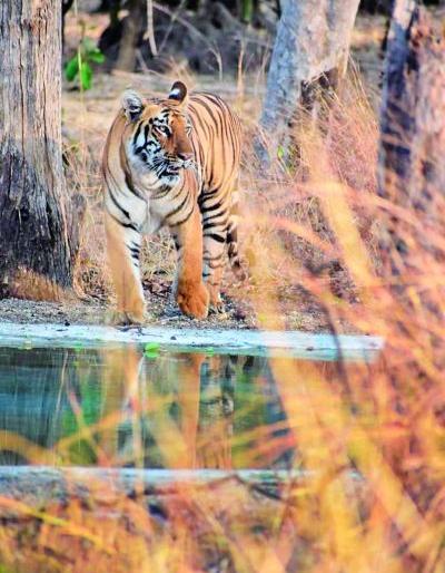 Show the mirror to this beauty ..! | या सौंदर्याला आरसा दाखवा..!