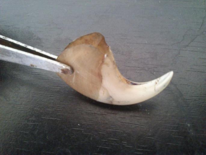 In Nagpur, the youth was arrested with the tiger's nail | नागपुरात वाघाच्या नखासह युवकाला अटक In Nagpur, the youth was arrested with the tiger's nail | नागपुरात वाघाच्या नखासह युवकाला अटक