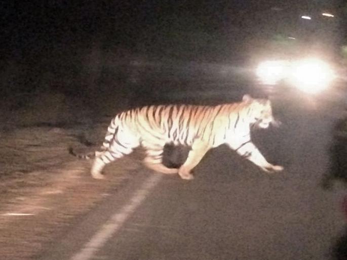 Underpasses on national highways for wildlife safety, new rules to prevent wildlife deaths in road accidents | वन्यजीवांच्या सुरक्षेसाठी नॅशनल हायवेवर अंडरपास, वन विभागाचा निर्णय