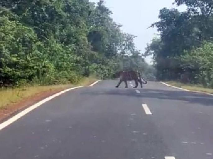 Free movement of tiger on Thanegaon-Vairagad road, image captured in car driver's camera | ठाणेगाव-वैरागड मार्गावर वाघाचा मुक्तसंचार, कारचालकाच्या कॅमेऱ्यात छबी कैद Free movement of tiger on Thanegaon-Vairagad road, image captured in car driver's camera | ठाणेगाव-वैरागड मार्गावर वाघाचा मुक्तसंचार, कारचालकाच्या कॅमेऱ्यात छबी कैद